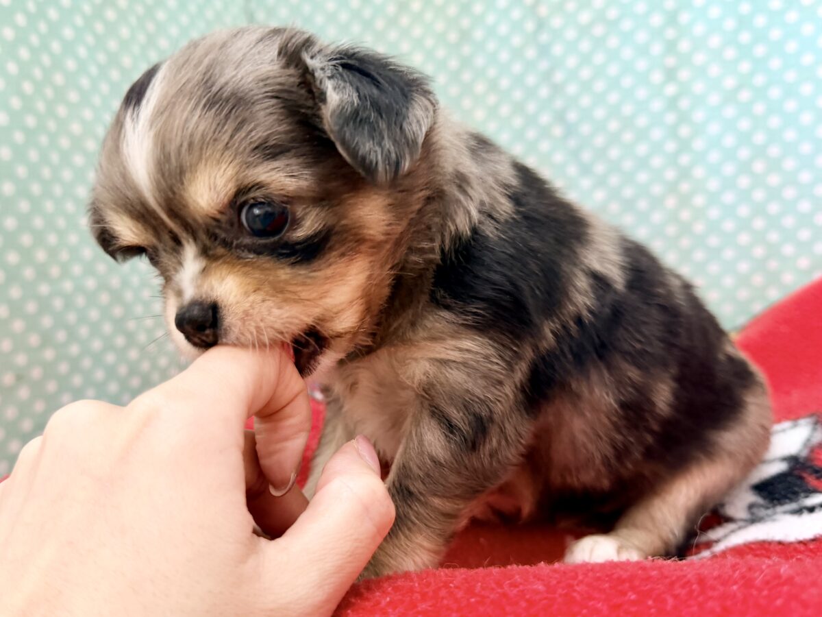 毛量みっちりムチムチボディーのハーフ犬(チワワ×kダックス)男の子入荷しました❤️ チワックス