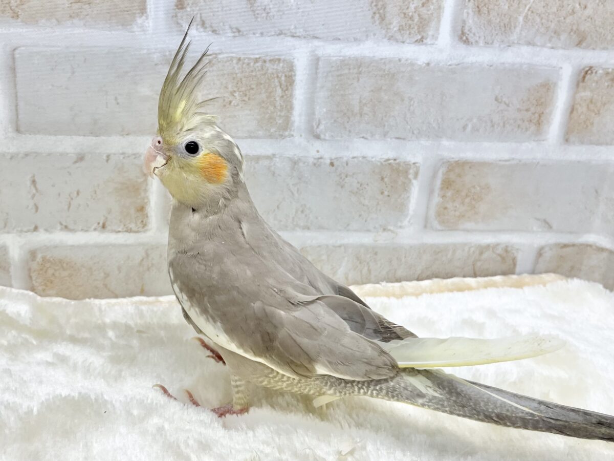 頭にポチポチパイドの模様〜💖 オカメインコ(シナモンパイド) オカメインコ