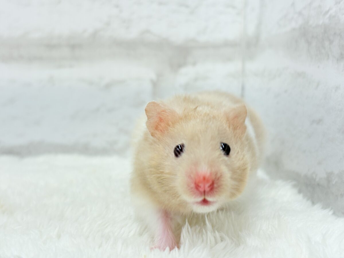 ふわふわ淡カラー🐹🫧トリコロールハムスター(女の子) ゴールデンハムスター
