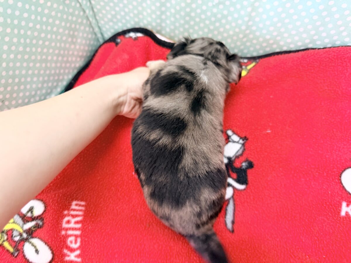 毛量みっちりムチムチボディーのハーフ犬(チワワ×kダックス)男の子入荷しました❤️ チワックス