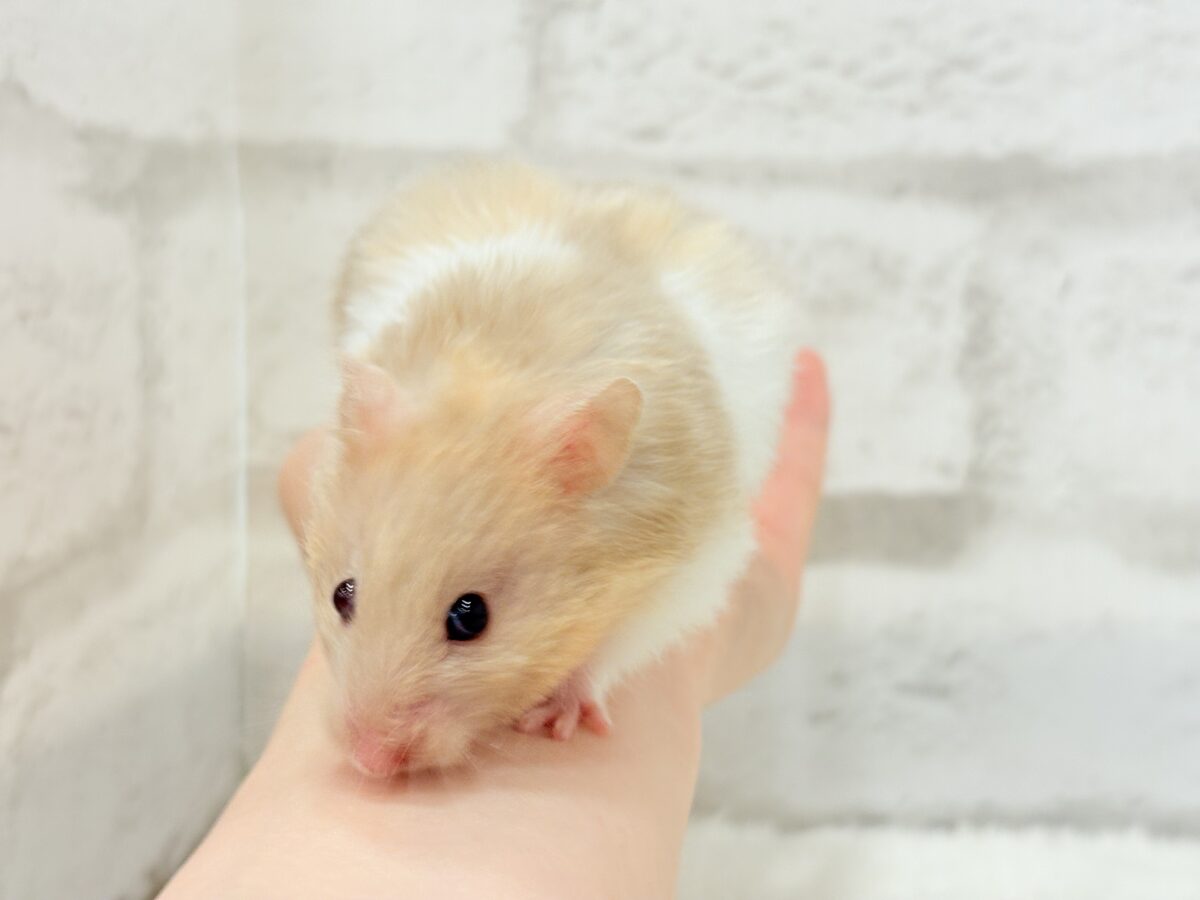 ふわふわ淡カラー🐹🫧トリコロールハムスター(女の子) ゴールデンハムスター