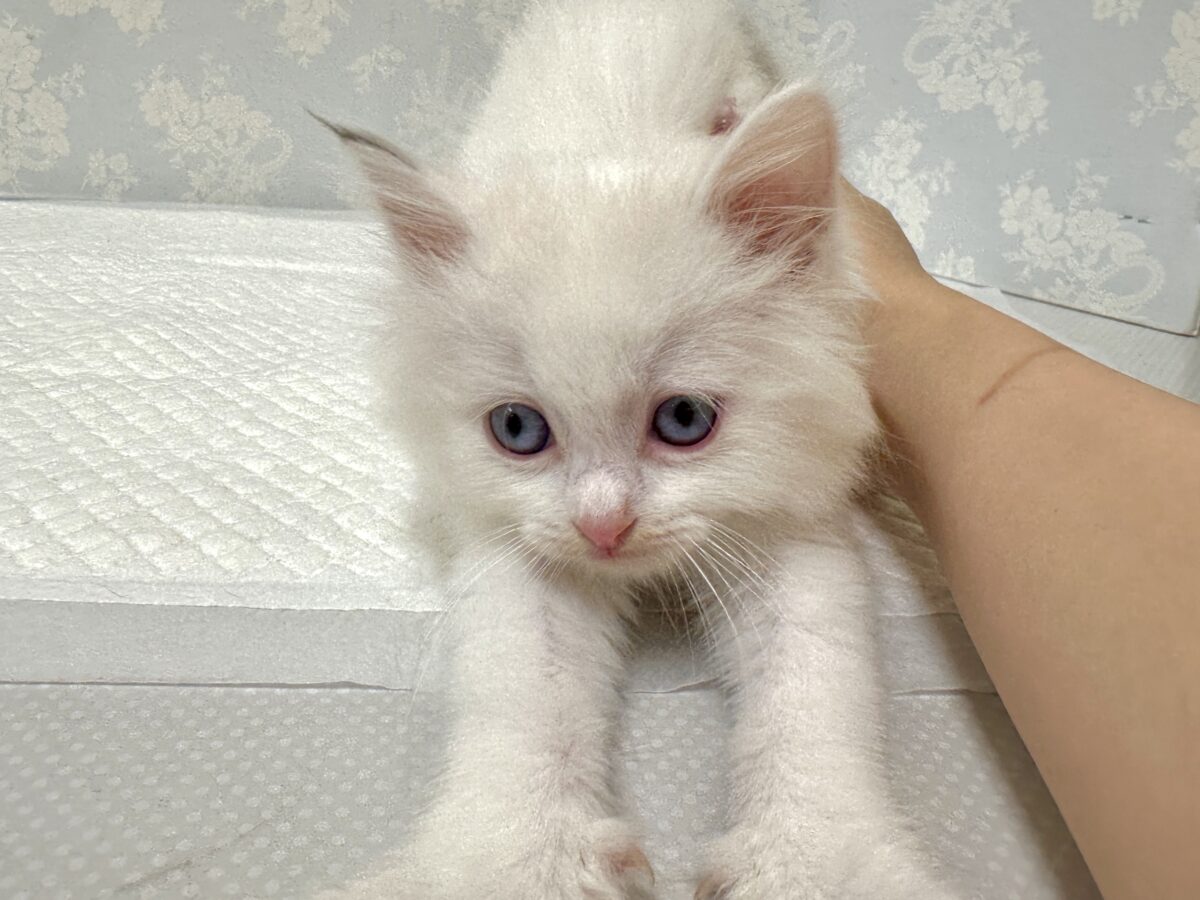 超レア꒰ ୨୧ ꒱ネヴァマスカレード男の子 ネヴァマスカレード