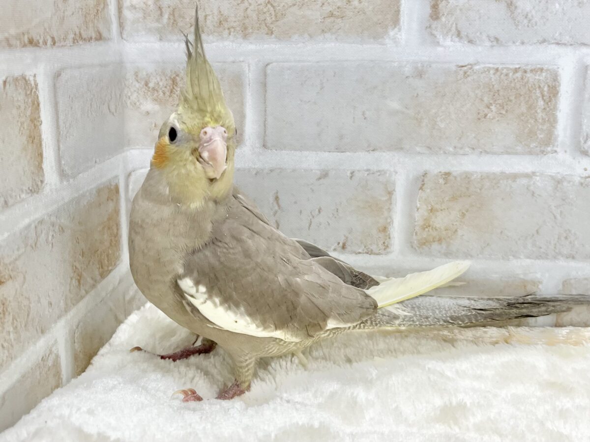 頭にポチポチパイドの模様〜💖 オカメインコ(シナモンパイド) オカメインコ