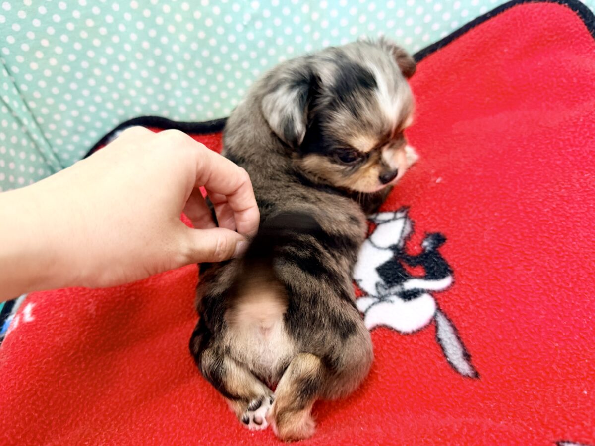 毛量みっちりムチムチボディーのハーフ犬(チワワ×kダックス)男の子入荷しました❤️ チワックス