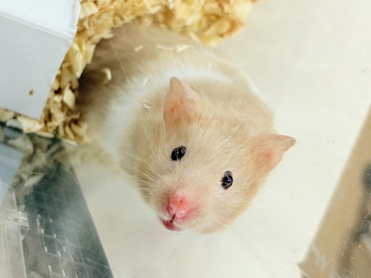 ふわふわ淡カラー🐹🫧トリコロールハムスター(女の子) ゴールデンハムスター