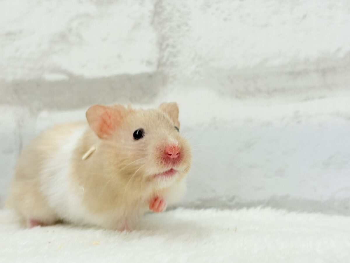 ふわふわ淡カラー🐹🫧トリコロールハムスター(女の子) ゴールデンハムスター
