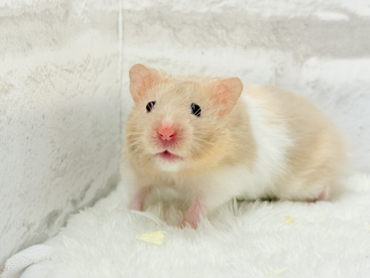 ふわふわ淡カラー🐹🫧トリコロールハムスター(女の子) ゴールデンハムスター