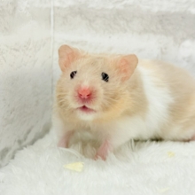 ふわふわ淡カラー🐹🫧トリコロールハムスター(女の子)