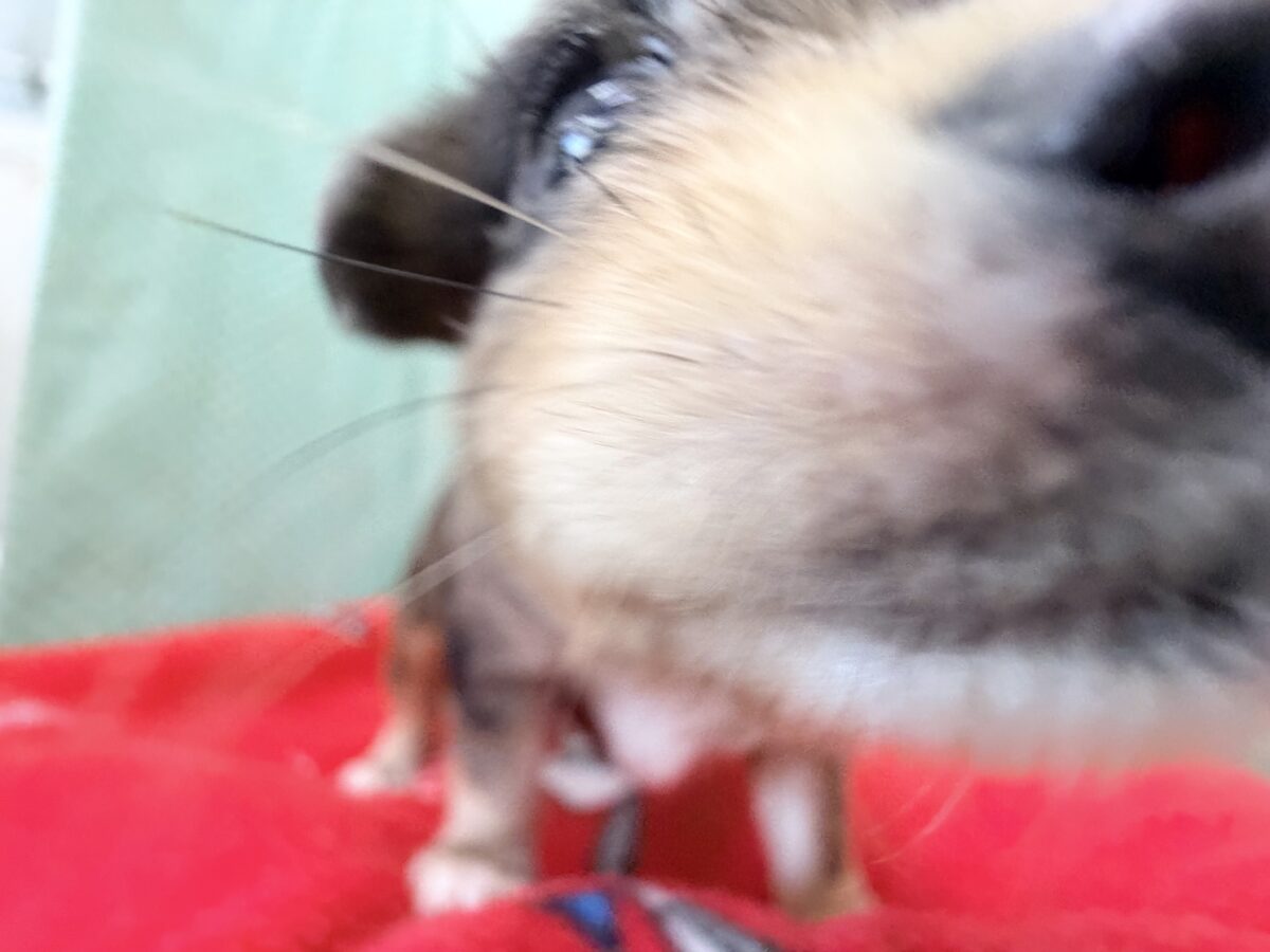 毛量みっちりムチムチボディーのハーフ犬(チワワ×kダックス)男の子入荷しました❤️ チワックス
