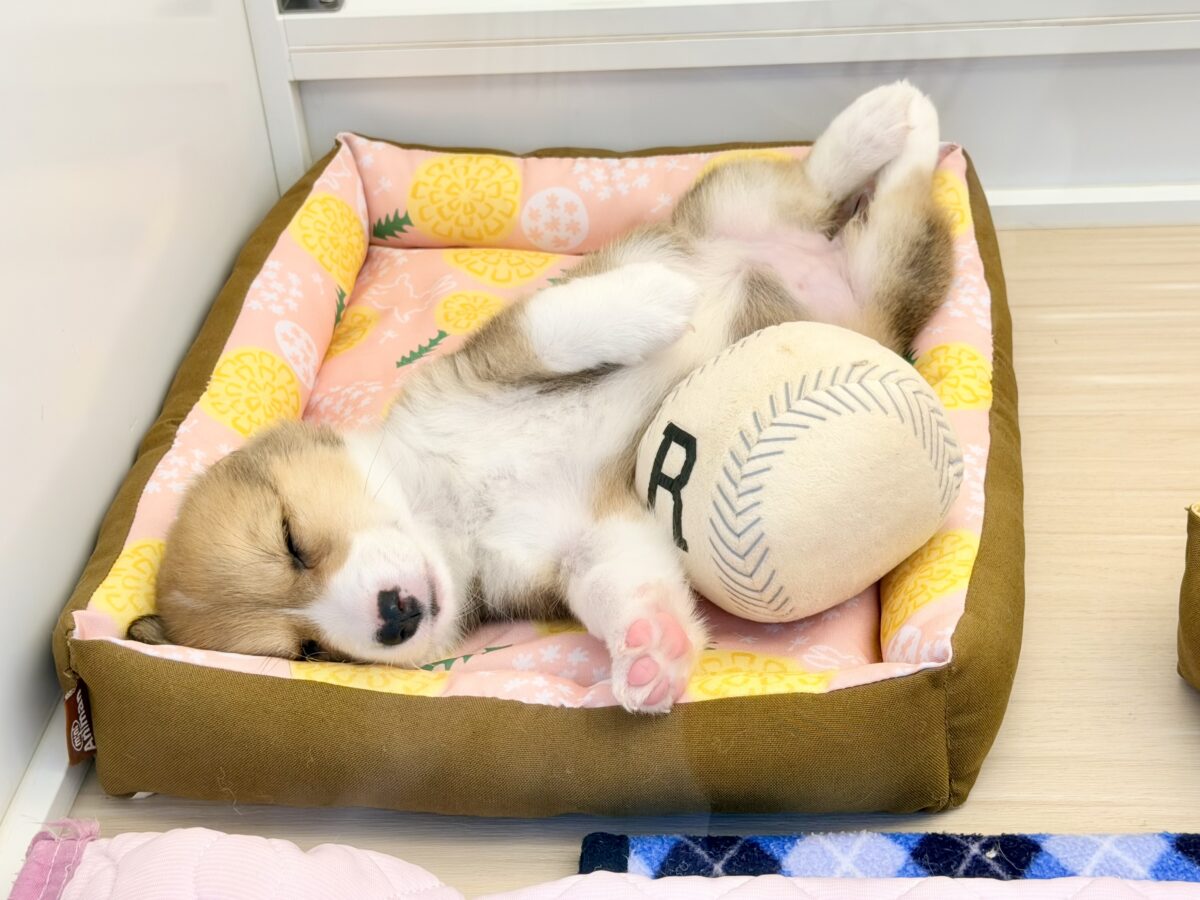 最新画像更新✨美人さん降臨💗💗おてんば娘のハッピーGirl💕コーギーの女の子登場〜🐶🐾 ウェルシュコーギー・ペンブローグ