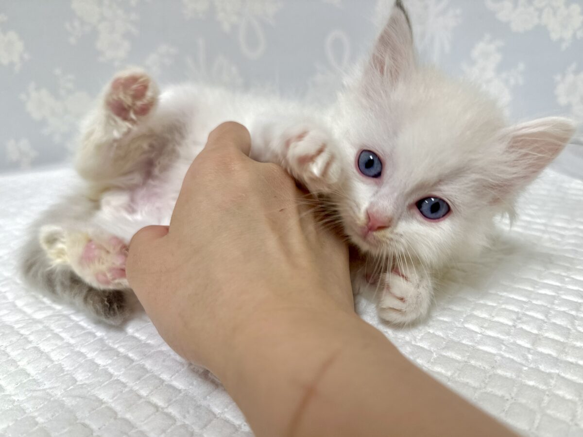 超レア꒰ ୨୧ ꒱ネヴァマスカレード男の子 ネヴァマスカレード