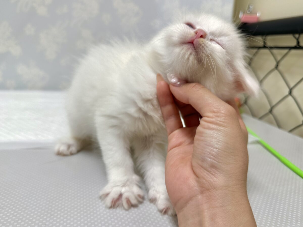 超レア꒰ ୨୧ ꒱ネヴァマスカレード男の子 ネヴァマスカレード