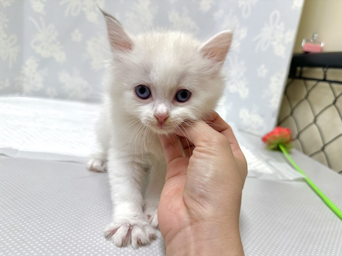 超レア꒰ ୨୧ ꒱ネヴァマスカレード男の子 ネヴァマスカレード