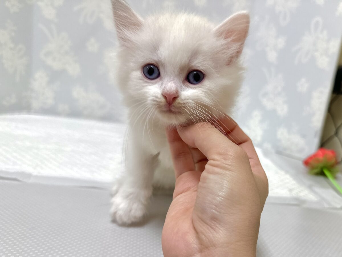 超レア꒰ ୨୧ ꒱ネヴァマスカレード男の子 ネヴァマスカレード