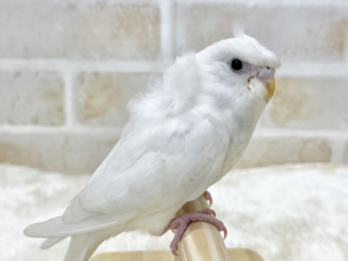 梵天セキセイインコ