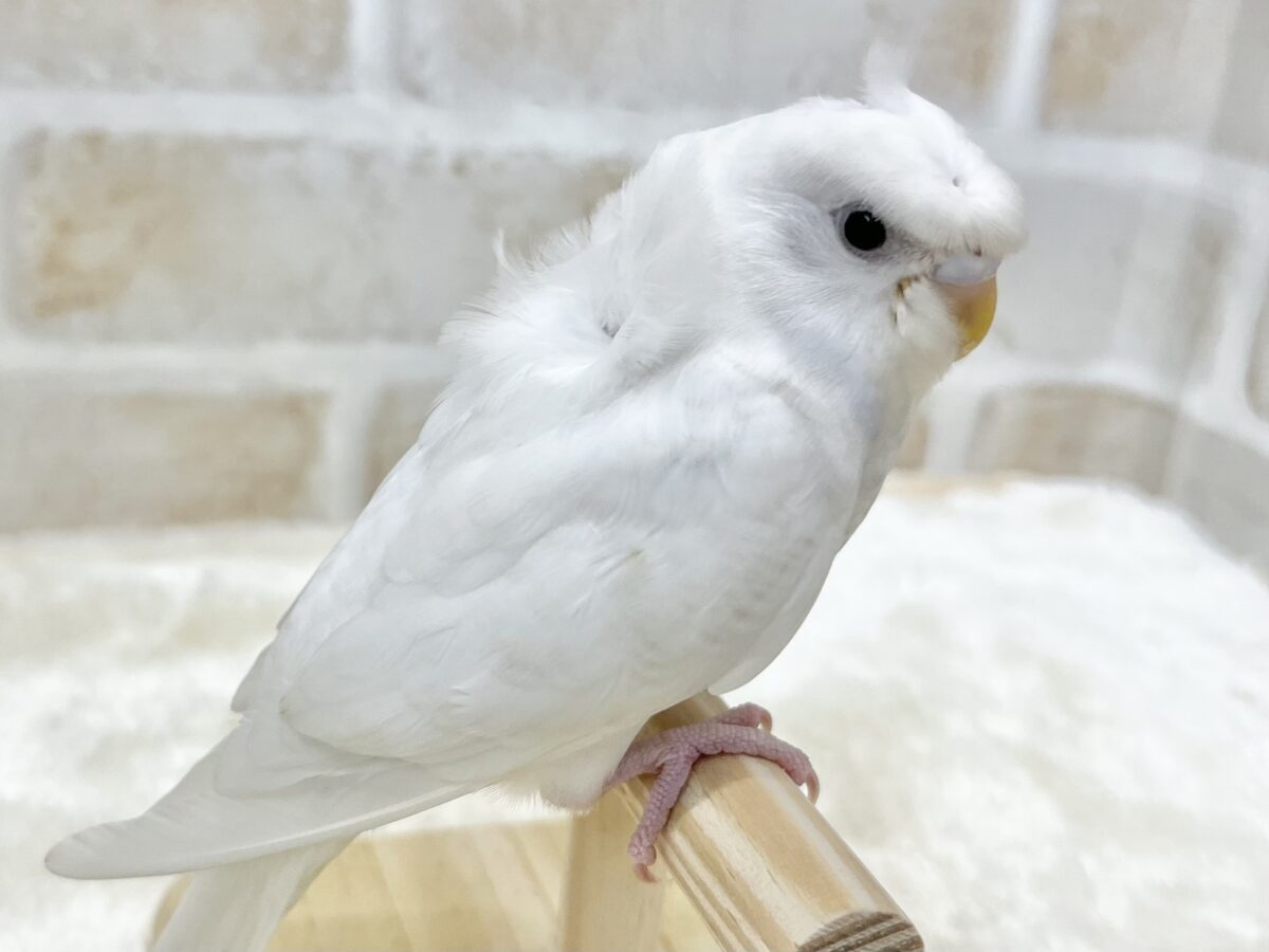 梵天セキセイインコ