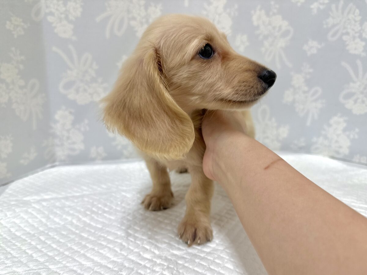 人が大好き❣️❣️ミニチュアダックスくん ミニチュアダックス