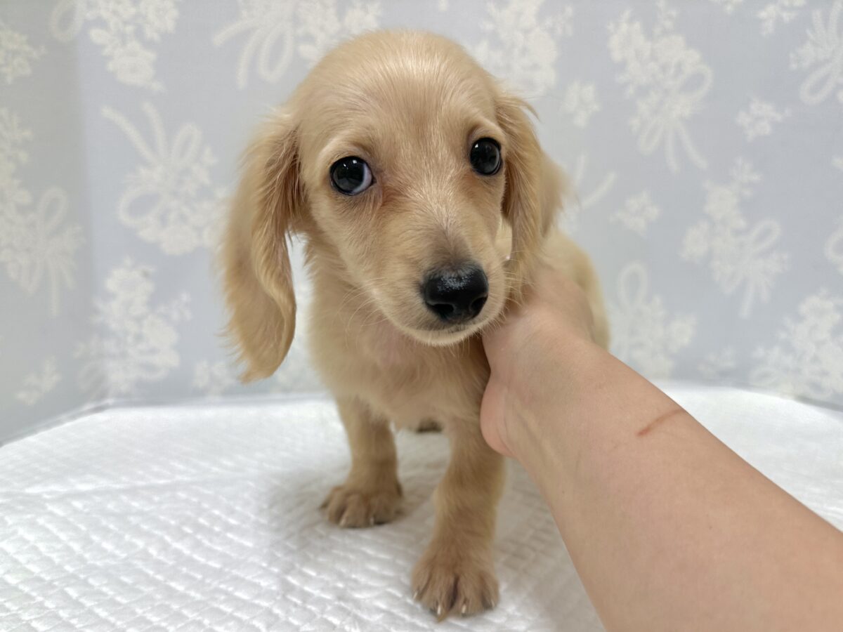 人が大好き❣️❣️ミニチュアダックスくん ミニチュアダックス