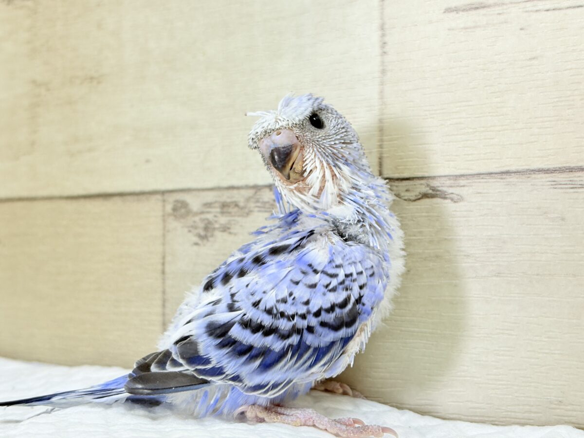 【最新画像】おカッパ頭がトレードマーク🪄梵天セキセイインコ(オパーリン) 梵天セキセイインコ