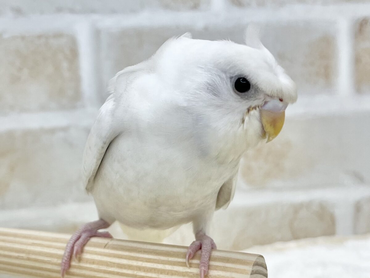 梵天セキセイインコ