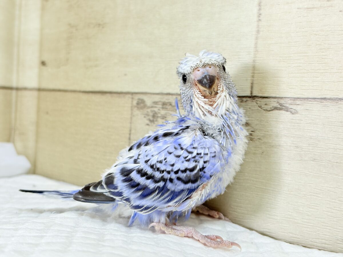 【最新画像】おカッパ頭がトレードマーク🪄梵天セキセイインコ(オパーリン) 梵天セキセイインコ