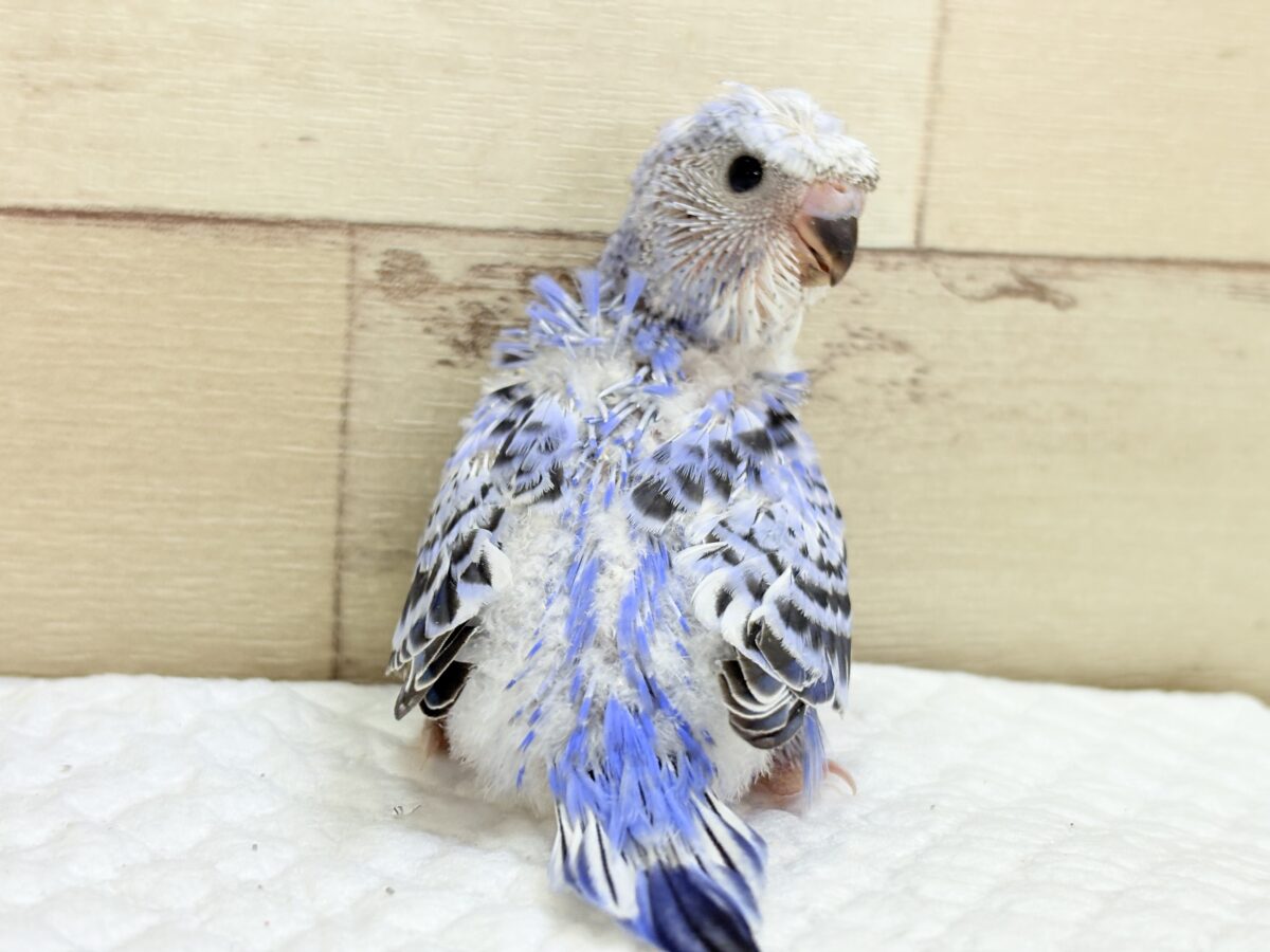 【最新画像】おカッパ頭がトレードマーク🪄梵天セキセイインコ(オパーリン) 梵天セキセイインコ