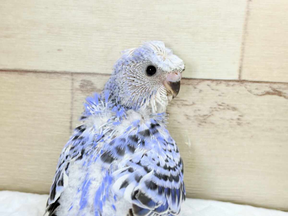 【最新画像】おカッパ頭がトレードマーク🪄梵天セキセイインコ(オパーリン) 梵天セキセイインコ