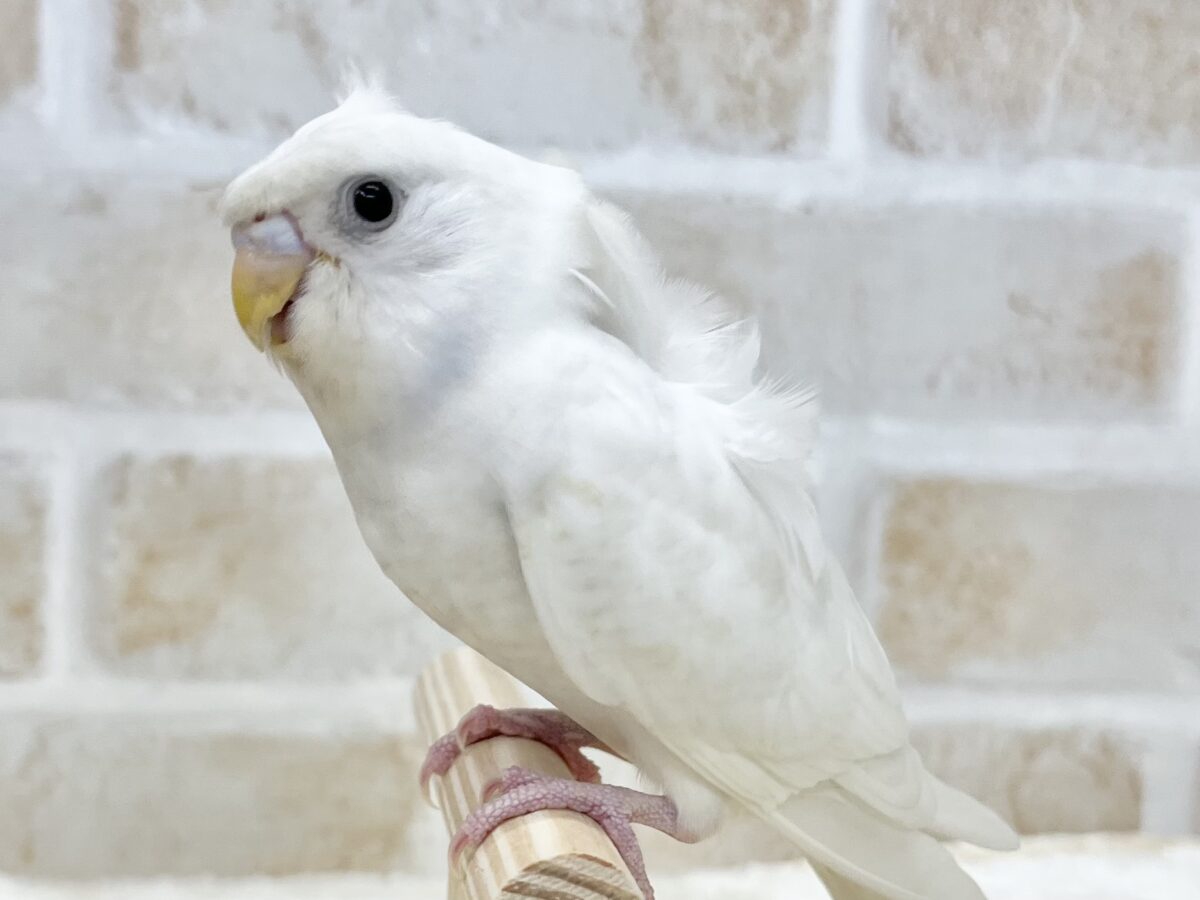 梵天セキセイインコ