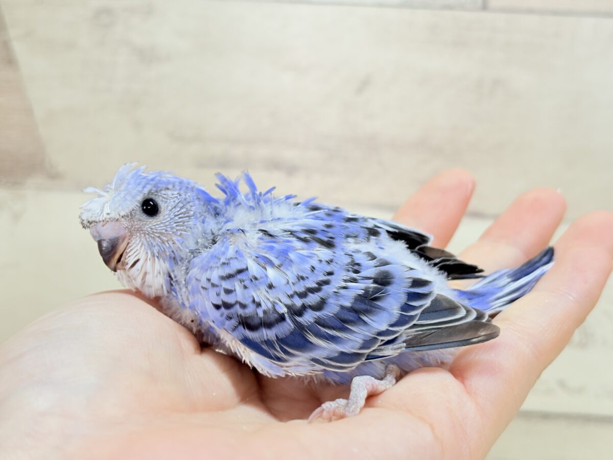 【最新画像】おカッパ頭がトレードマーク🪄梵天セキセイインコ(オパーリン) 梵天セキセイインコ