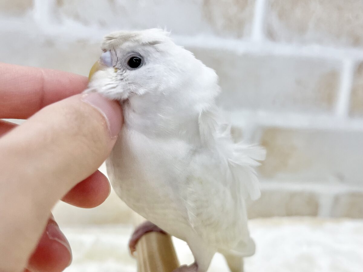 梵天セキセイインコ