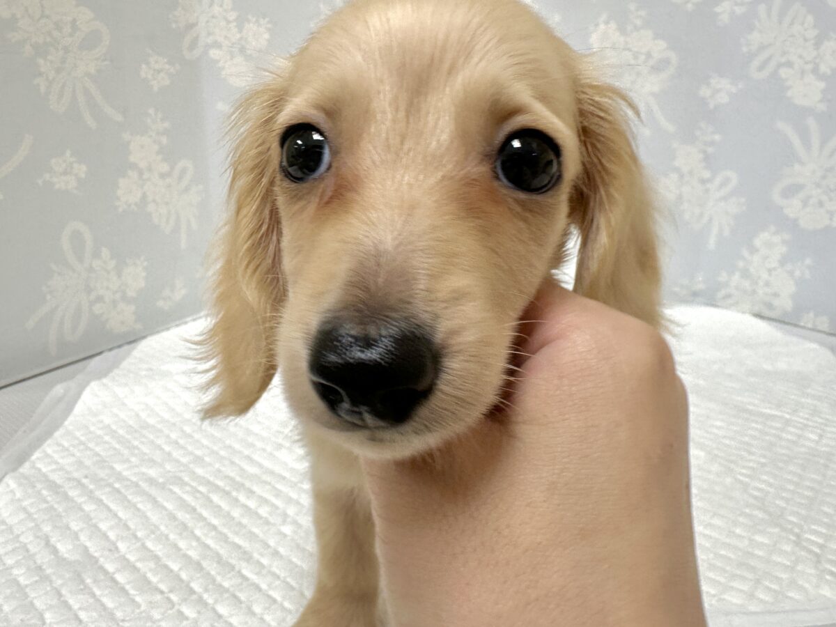 人が大好き❣️❣️ミニチュアダックスくん ミニチュアダックス