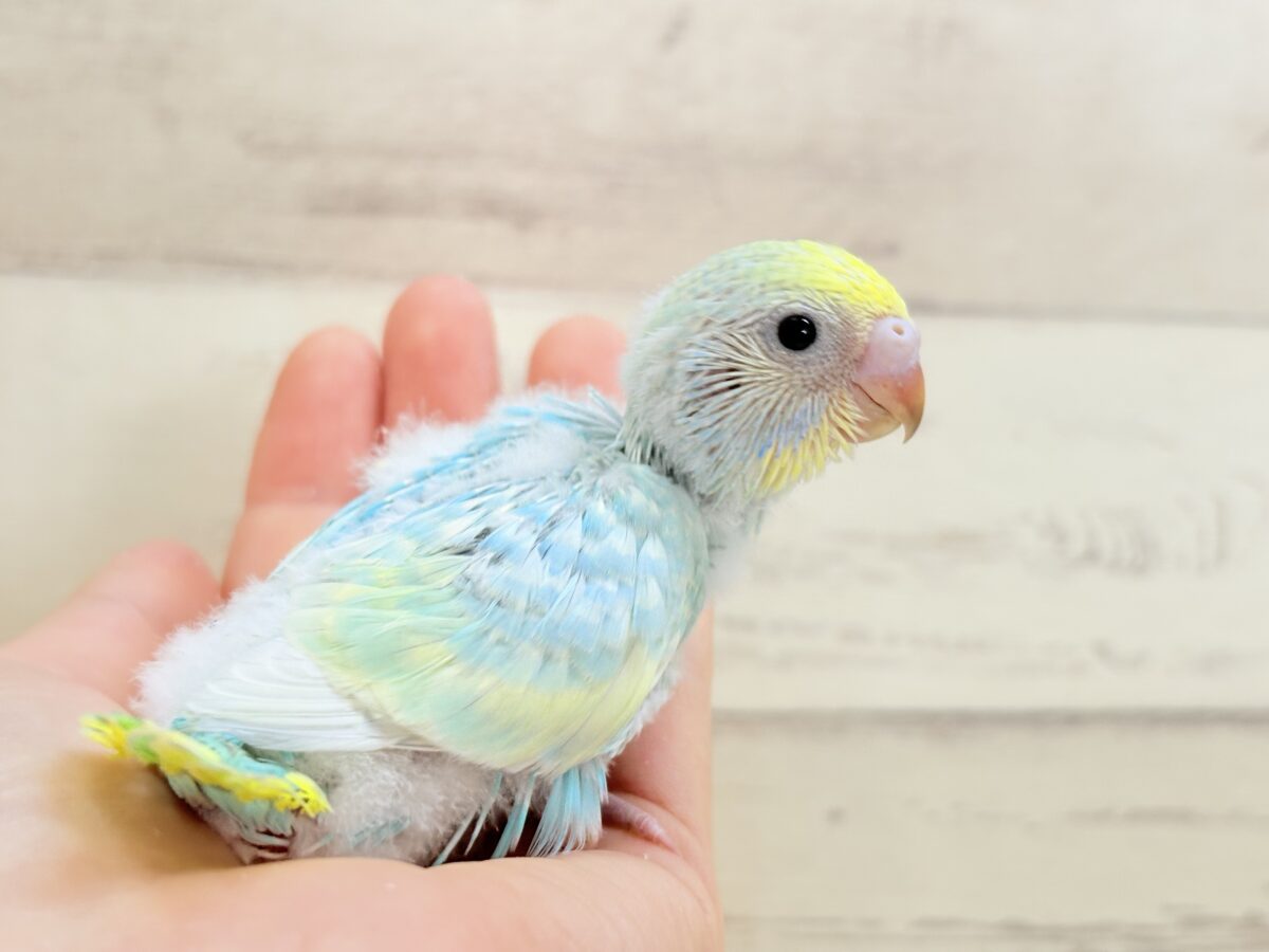 おめめきらきら✨セキセイインコ(パステルレインボー) ヒナ セキセイインコ