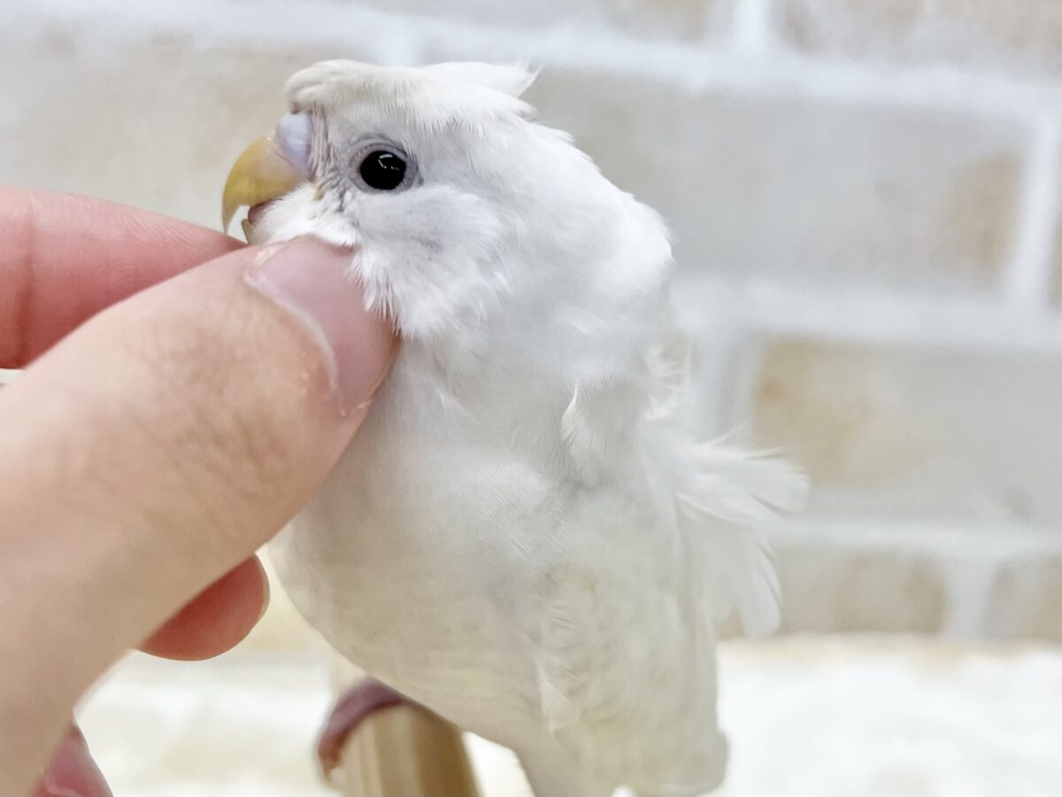 梵天セキセイインコ