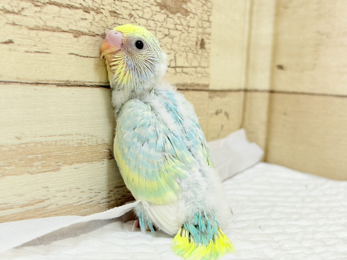 おめめきらきら✨セキセイインコ(パステルレインボー) ヒナ セキセイインコ