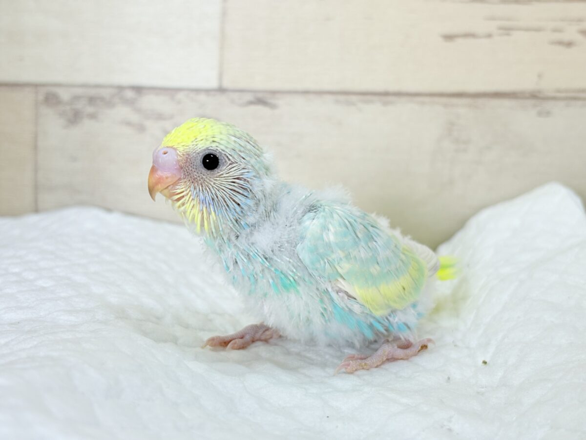 おめめきらきら✨セキセイインコ(パステルレインボー) ヒナ セキセイインコ