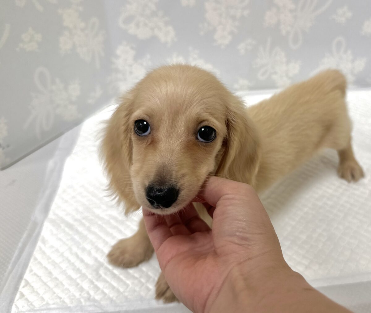 人が大好き❣️❣️ミニチュアダックスくん ミニチュアダックス