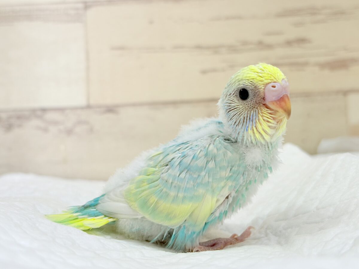 おめめきらきら✨セキセイインコ(パステルレインボー) ヒナ セキセイインコ