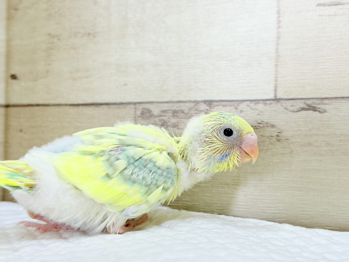 ホイップ多め🍦レモンケーキみたいな子🐣🧁セキセイインコ(パステルカラーレインボーパイド) ヒナ セキセイインコ