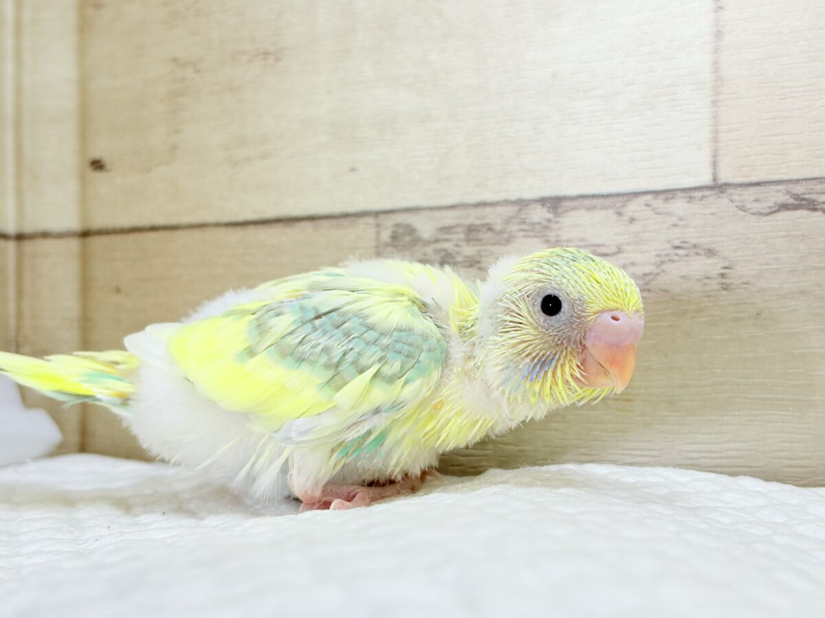 ホイップ多め🍦レモンケーキみたいな子🐣🧁セキセイインコ(パステルカラーレインボーパイド) ヒナ セキセイインコ