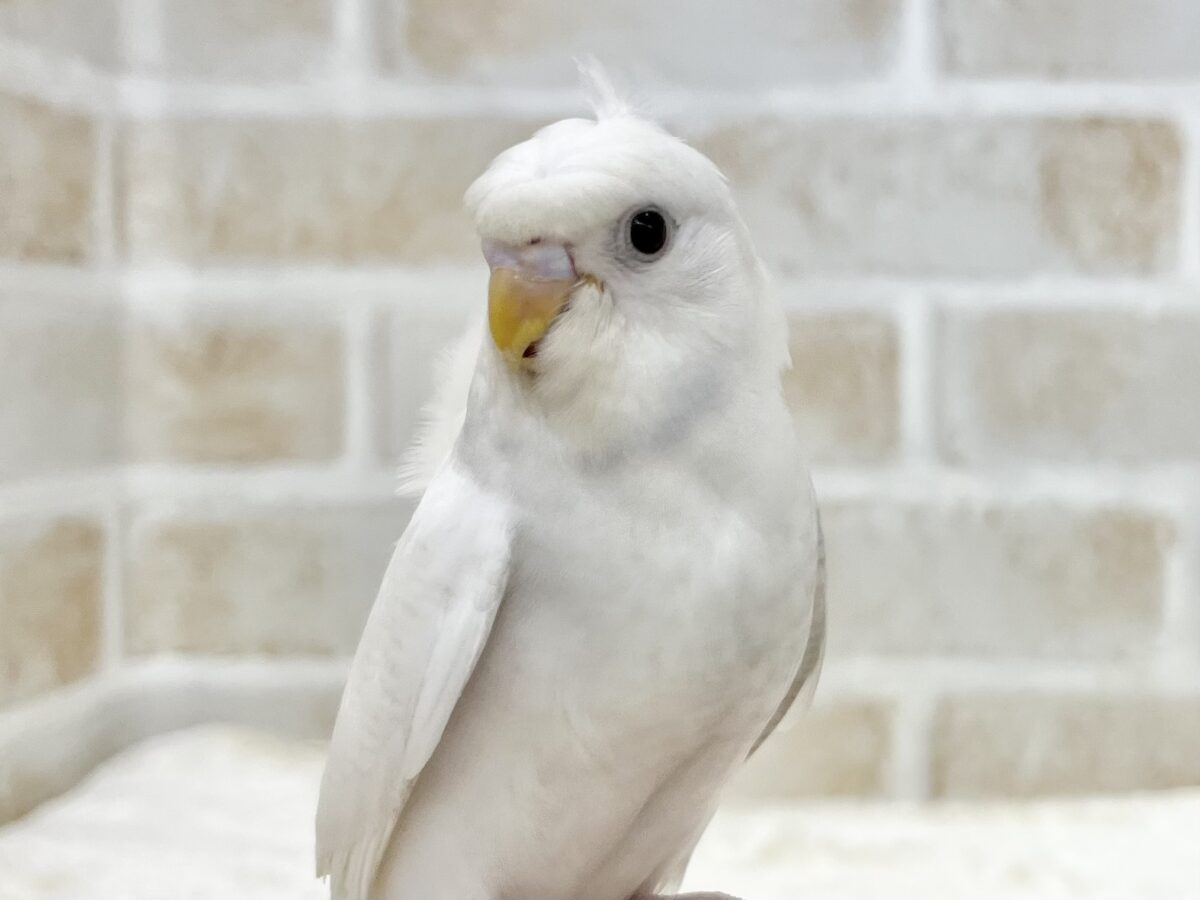 梵天セキセイインコ