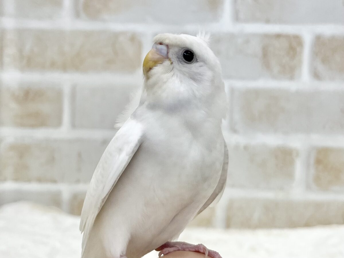 梵天セキセイインコ