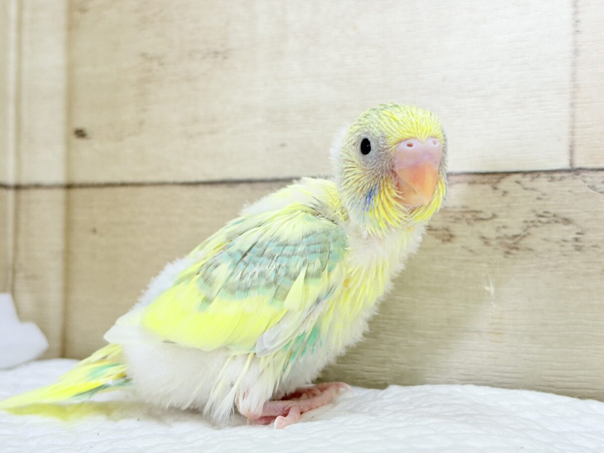 ホイップ多め🍦レモンケーキみたいな子🐣🧁セキセイインコ(パステルカラーレインボーパイド) ヒナ セキセイインコ