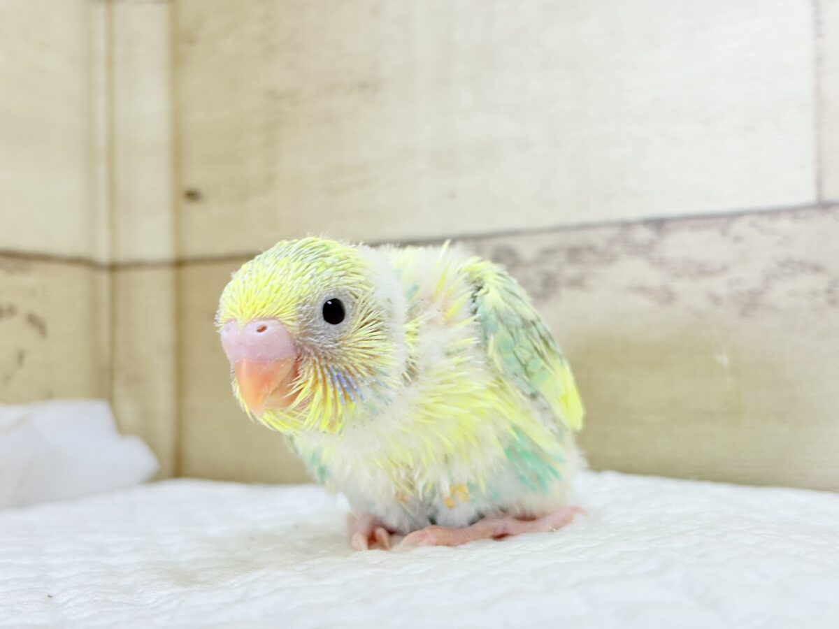 ホイップ多め🍦レモンケーキみたいな子🐣🧁セキセイインコ(パステルカラーレインボーパイド) ヒナ セキセイインコ