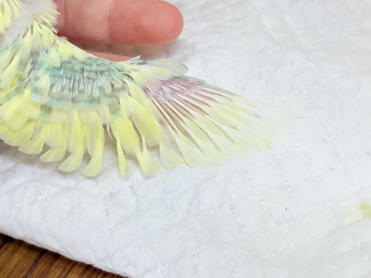ホイップ多め🍦レモンケーキみたいな子🐣🧁セキセイインコ(パステルカラーレインボーパイド) ヒナ セキセイインコ