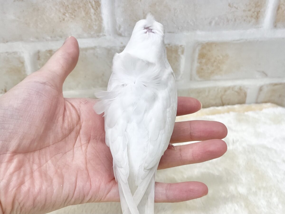 梵天セキセイインコ