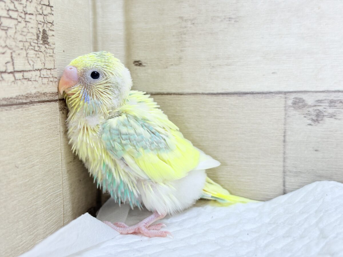 ホイップ多め🍦レモンケーキみたいな子🐣🧁セキセイインコ(パステルカラーレインボーパイド) ヒナ セキセイインコ