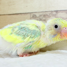 ホイップ多め🍦レモンケーキみたいな子🐣🧁セキセイインコ(パステルカラーレインボーパイド) ヒナ