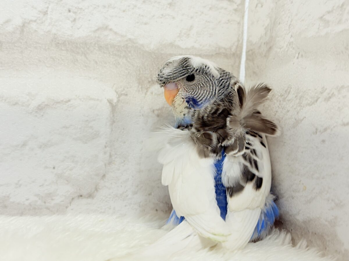 梵天セキセイインコ