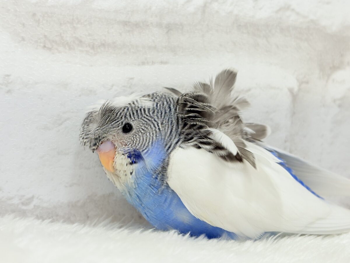 梵天セキセイインコ
