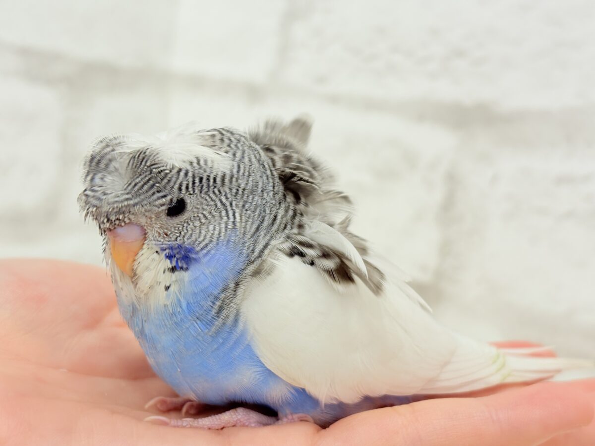 梵天セキセイインコ